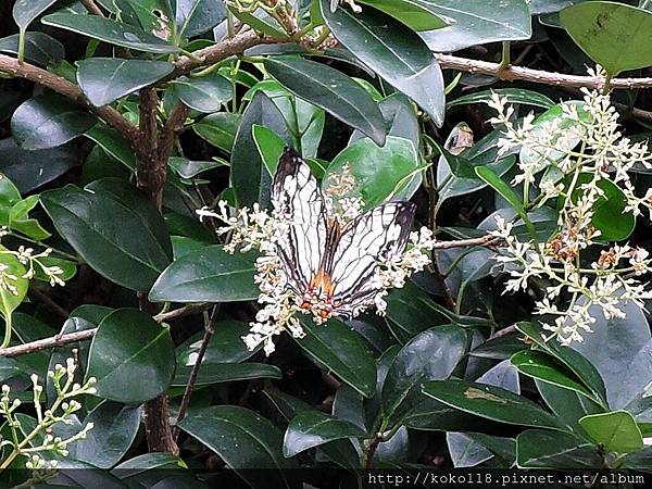 105.4.30 新竹公園-石牆蝶.JPG