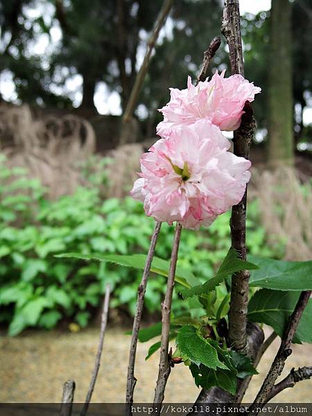 105.4.30 新竹公園-松月櫻.JPG