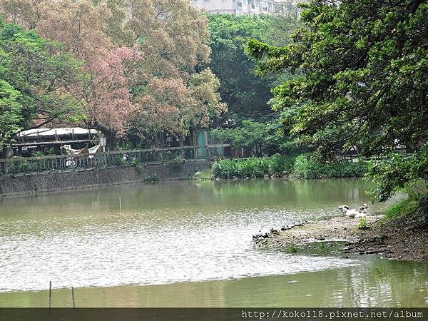 105.4.30 麗池.JPG