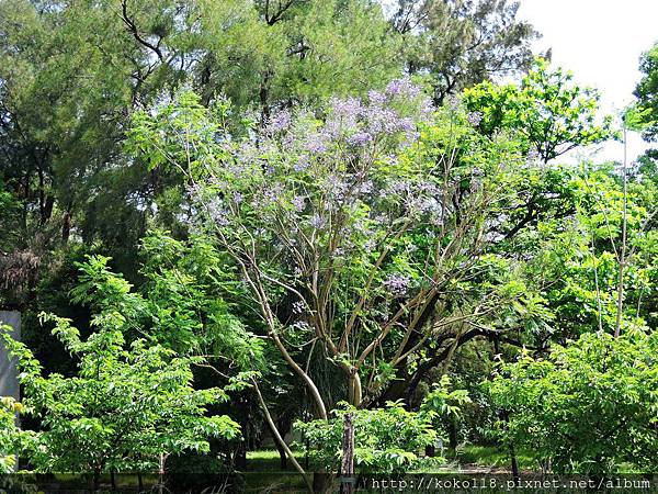 105.5.5 新竹公園-藍花楹7.JPG