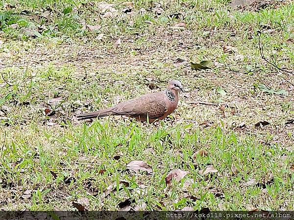 105.5.14 光復公園-珠頸斑鳩1.JPG