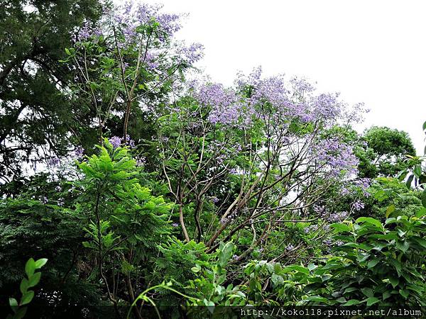 105.5.18 新竹公園-藍花楹17.JPG