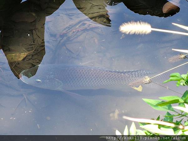 105.6.4 護城河-魚1.JPG