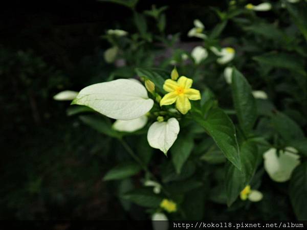 105.6.5 十八尖山-黃萼花(矮玉葉金花)1.JPG