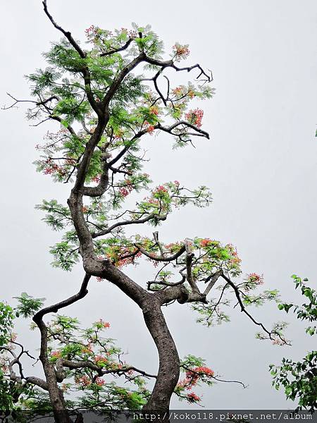 105.6.10 新竹高中-鳯凰花.JPG