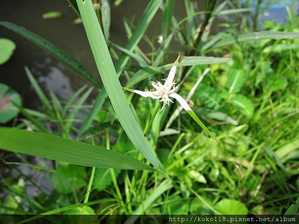 105.8.5 東山濕地生態教學公園-白鷺莞.JPG