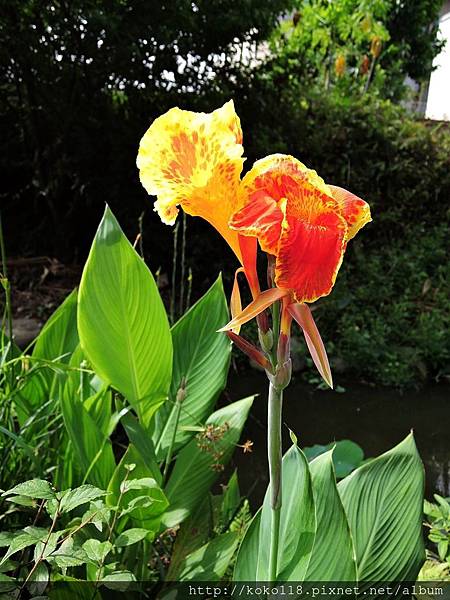 105.8.5 東山濕地生態教學公園-美人蕉.JPG