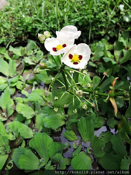 105.8.5 東山濕地生態教學公園-蒙特登慈菇1.JPG