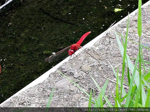 105.8.21 交通大學博愛校區-猩紅蜻蜓.JPG