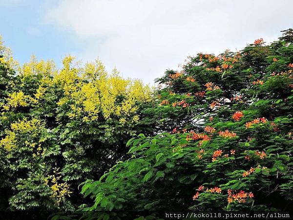 105.9.25 赤土崎公園-台灣欒樹,鳯凰花1.JPG