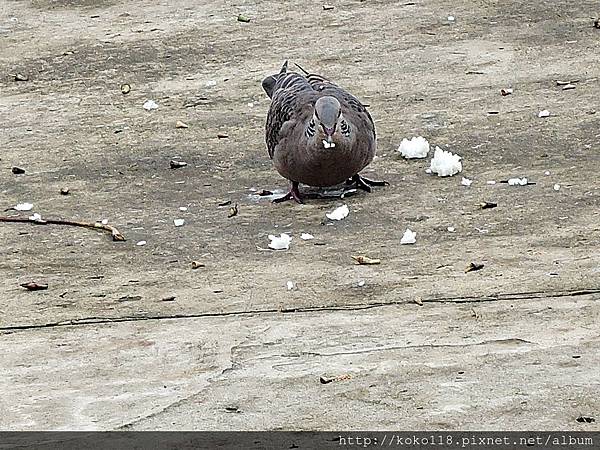 105.10.10 護城河-金背鳩.JPG