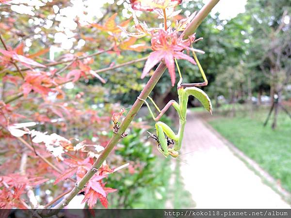 105.10.29 中央公園-紅楓,寬腹螳螂2.JPG