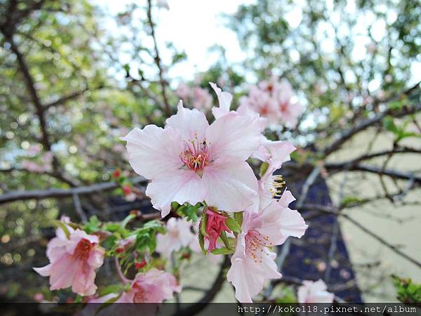 105.11.6 新竹公園-河津櫻5.JPG