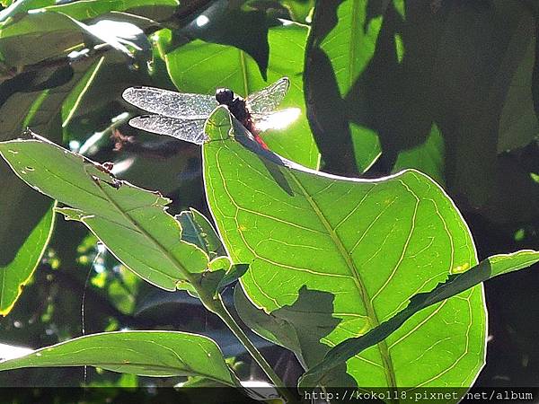 105.11.6 新竹公園-紫紅蜻蜓.JPG