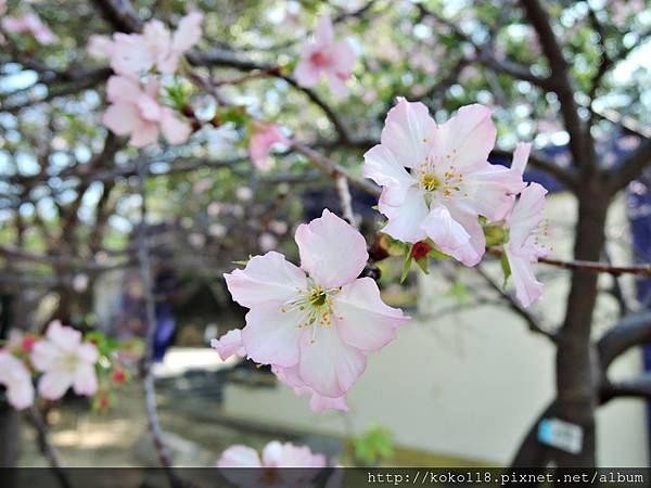 105.11.13 新竹公園-河津櫻7.JPG