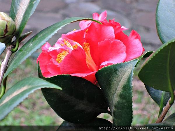 106.1.21 湖畔料亭-茶花.JPG