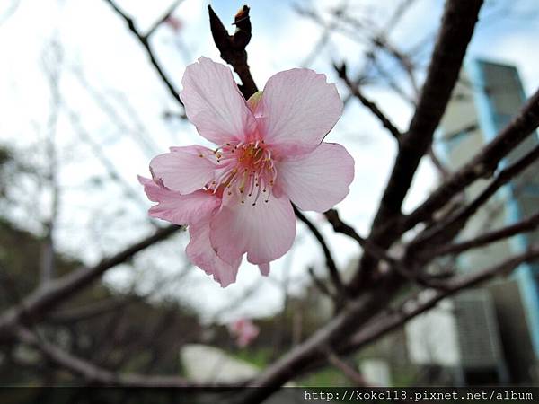 106.1.21 新竹公園-河津櫻5.JPG