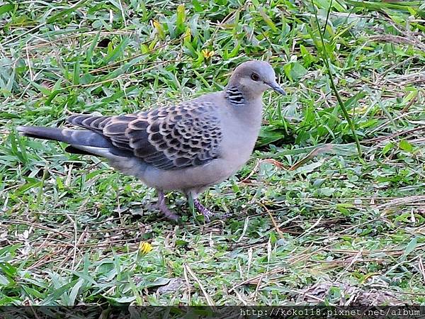 106.1.22 清華大學梅園-金背鳩.JPG