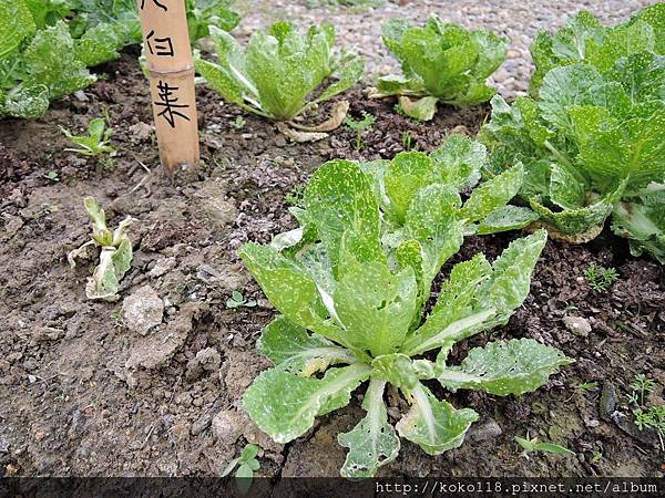 106.2.4 新竹市綠園道食物森林-大白菜.JPG