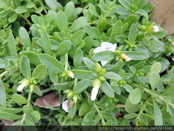 106.2.4 新竹市綠園道食物森林-白花馬齒莧.JPG