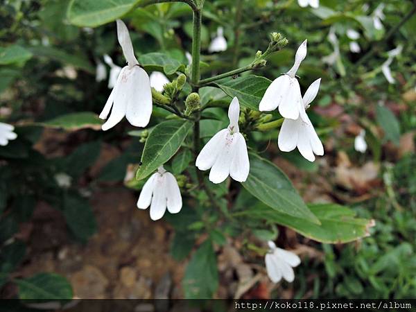 106.2.4 新竹市綠園道食物森林-白鶴靈芝.JPG