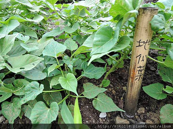 106.2.4 新竹市綠園道食物森林-地瓜葉2.JPG