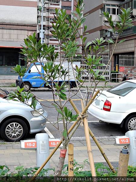 106.2.4 新竹市綠園道食物森林-楊梅.JPG