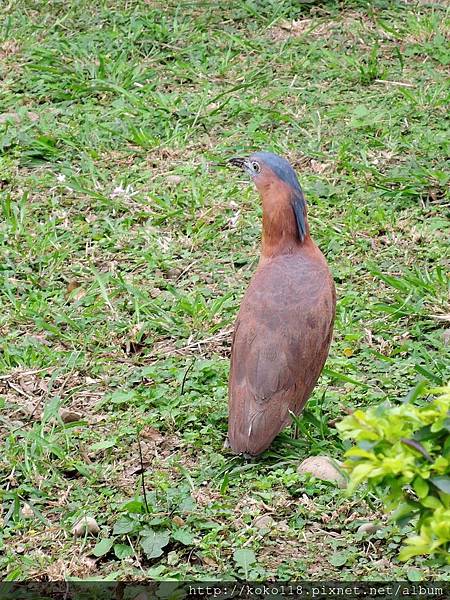 106.2.5 新竹公園-黑冠麻鷺2.JPG