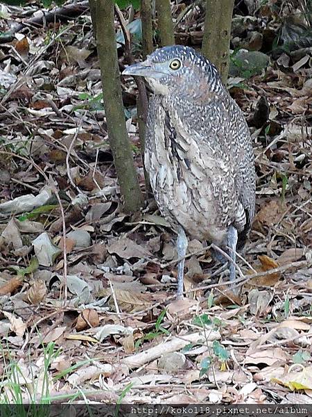 106.2.5 新竹公園-黑冠麻鷺4.JPG