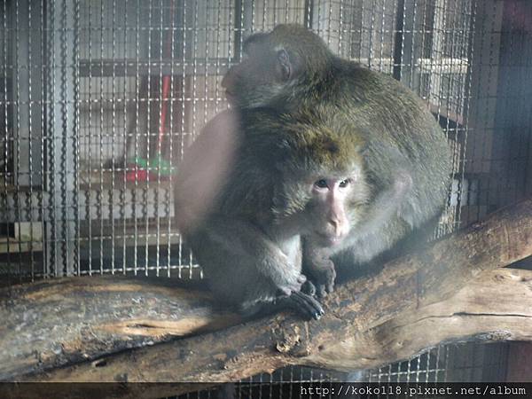 106.2.12 新竹市立動物園-馬來猴4.JPG