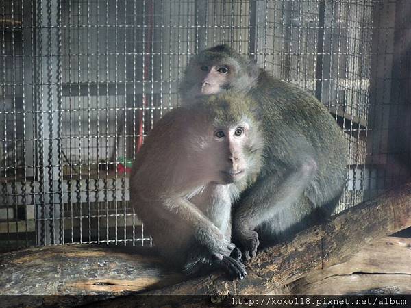 106.2.12 新竹市立動物園-馬來猴5.JPG