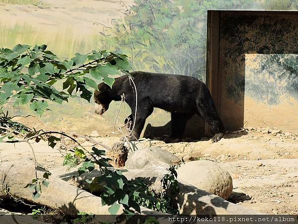 106.2.12 新竹市立動物園-馬來熊1.JPG