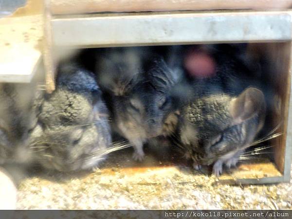 106.2.12 新竹市立動物園-絨鼠.JPG