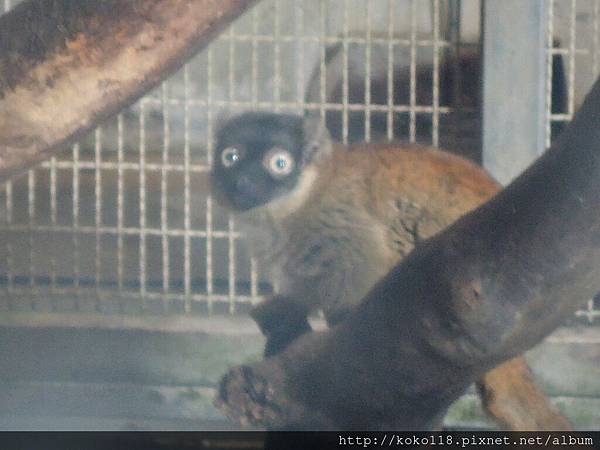 106.2.12 新竹市立動物園-褐狐猴.JPG