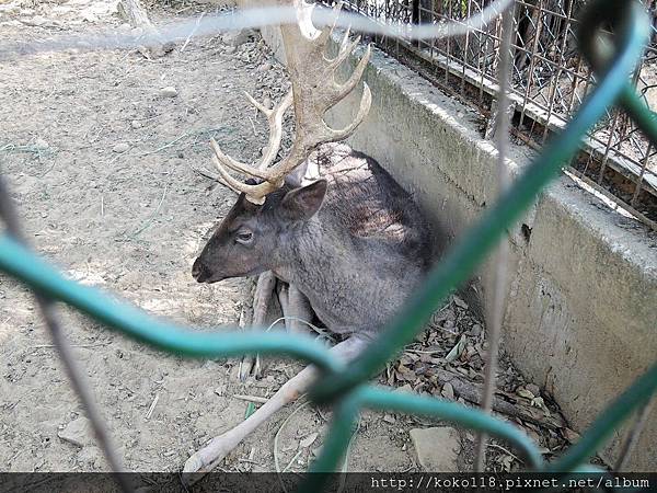 106.2.12 新竹市立動物園-黇鹿1.JPG