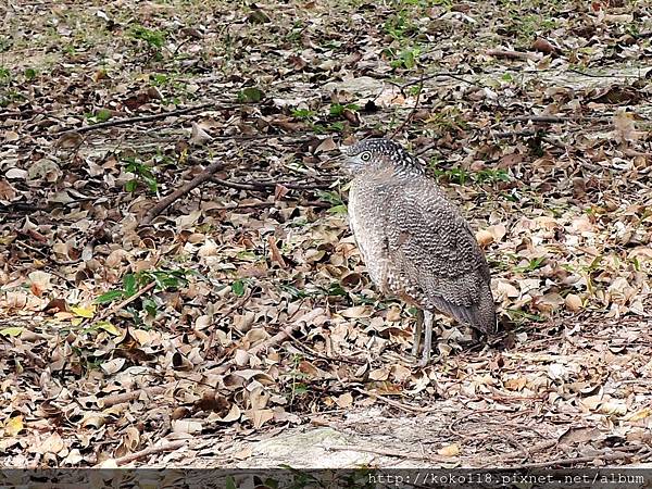 106.2.18 新竹公園-黑冠麻鷺2.JPG