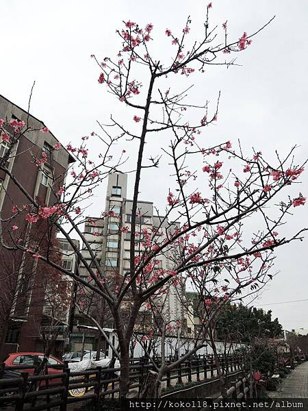 106.2.28 東山濕地生態教學公園-山櫻花.JPG