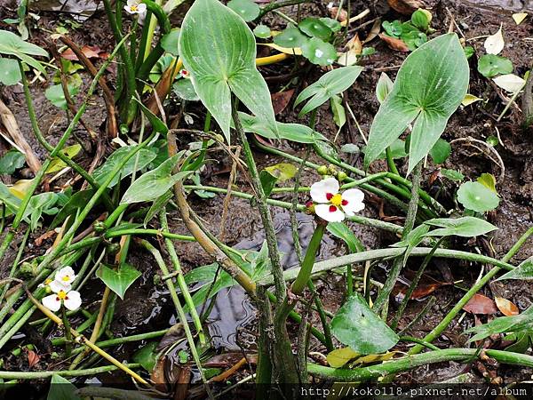 106.2.28 東山濕地生態教學公園-蒙特登慈菇.JPG