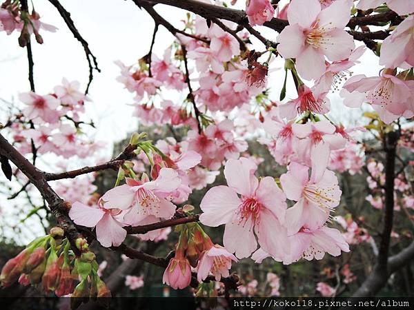 106.2.28 新竹公園-河津櫻9.JPG