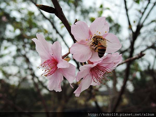 106.3.4 新竹公園-河津櫻2.JPG