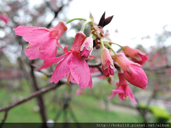 106.3.12 新竹公園-山櫻花16.JPG