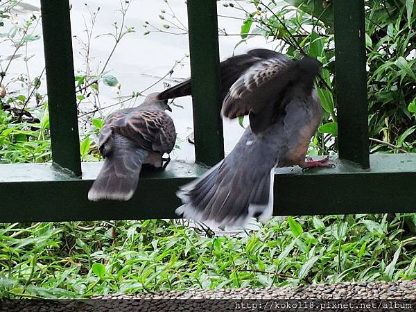 106.3.26 麗池-金背鳩1.JPG