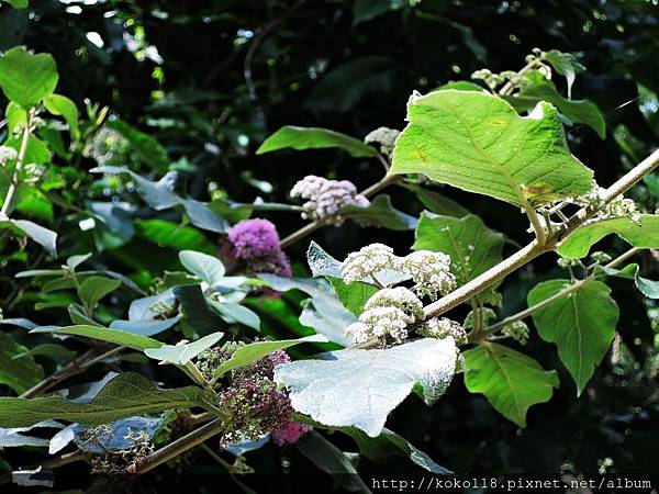 106.4.3 十八尖山-杜虹花.JPG