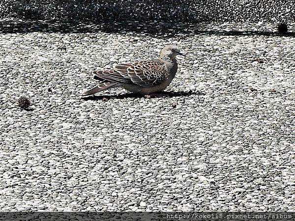 106.4.30 赤土崎公園-金背鳩2.JPG