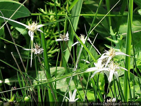 106.5.7 東山濕地生態教學公園-白鷺莞.JPG