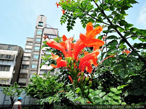 106.5.7 東山濕地生態教學公園步道-洋凌霄.JPG