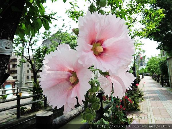 106.5.7 東山濕地生態教學公園步道-蜀葵4.JPG