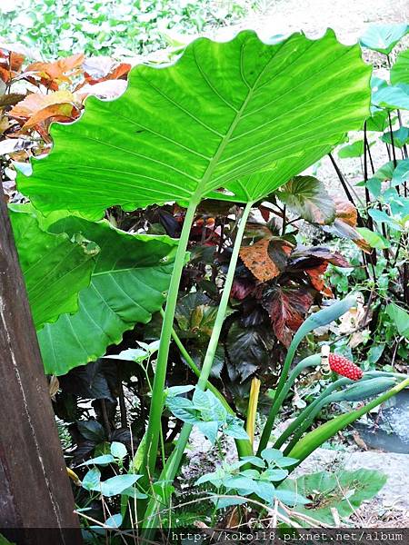 106.5.7 東山濕地生態教學公園-姑婆芋.JPG