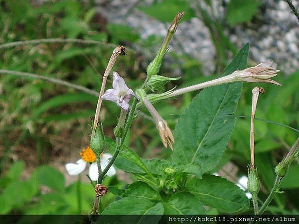 106.5.29 新竹高中-皺葉煙草2.JPG