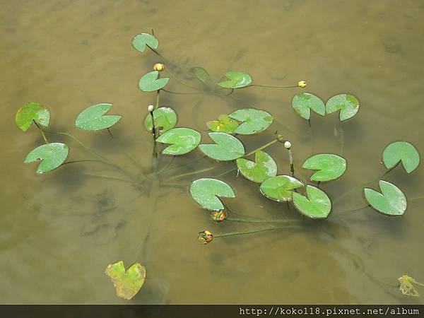 106.6.10 新竹護城河-台灣萍蓬草.JPG